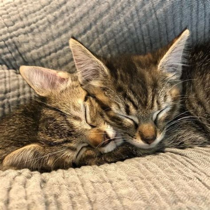 Alison Brie Pets - Celebrity Pets