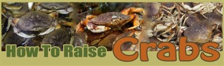 Can you farm raise king crab?