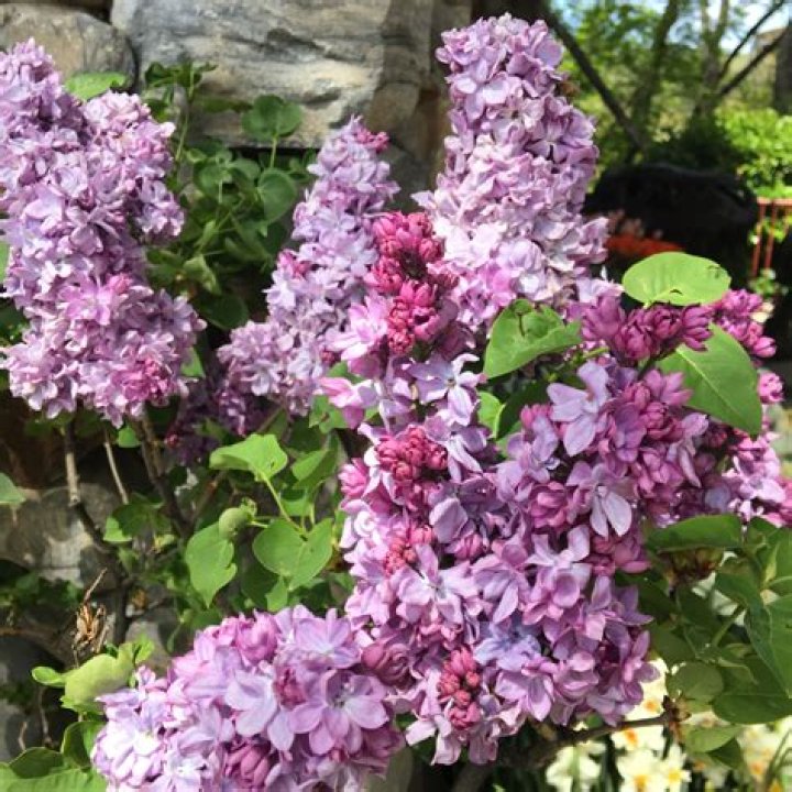 Can you grow lilacs in Tennessee?