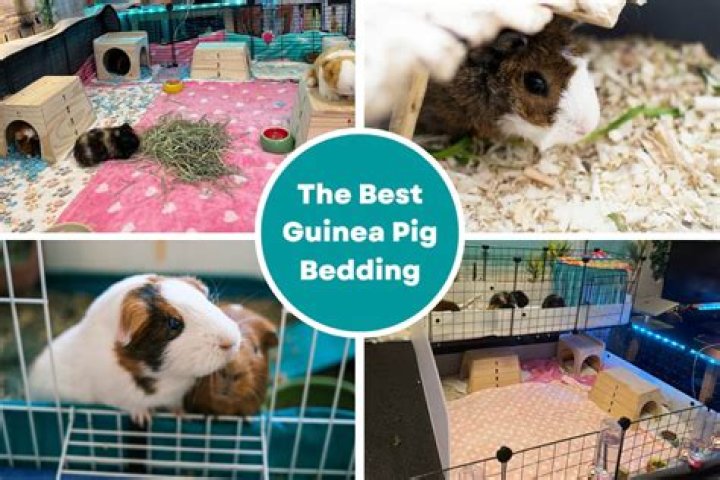 Can you use pine bedding with guinea pigs?