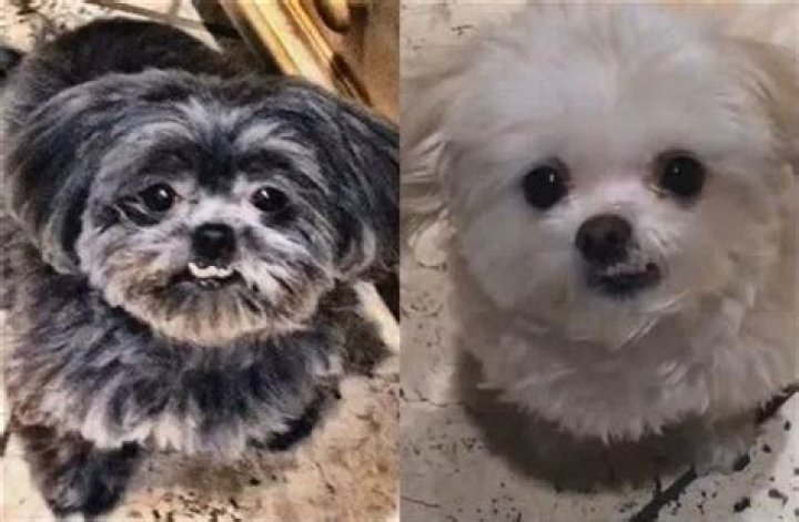 Charles Barkley Pets - Celebrity Pets