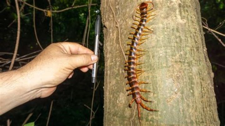 Do centipedes eat bats?