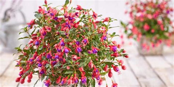 Do fuchsias come back?