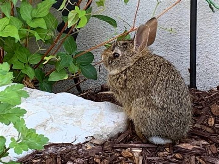 Do rabbits eat clematis?