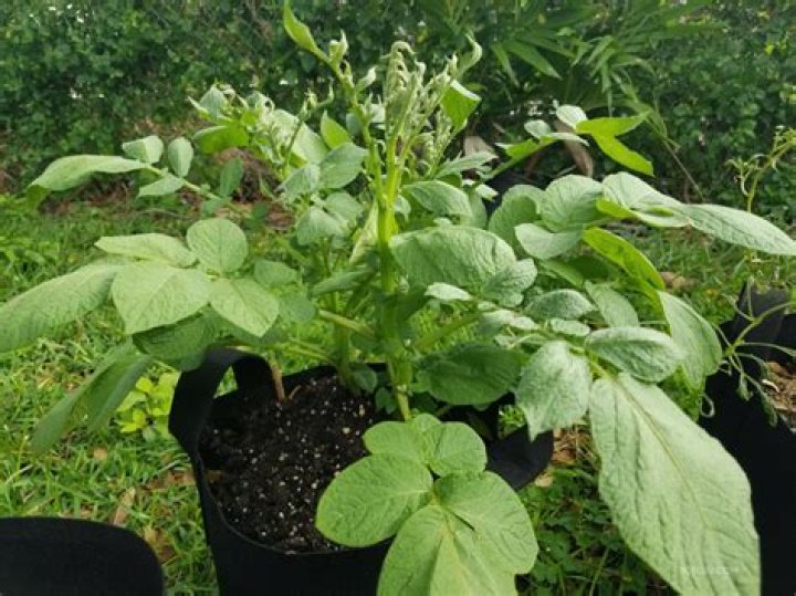 Do Woodchucks eat potato plants?