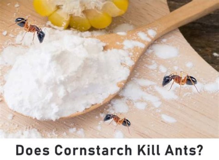 Does cornstarch kill ants?