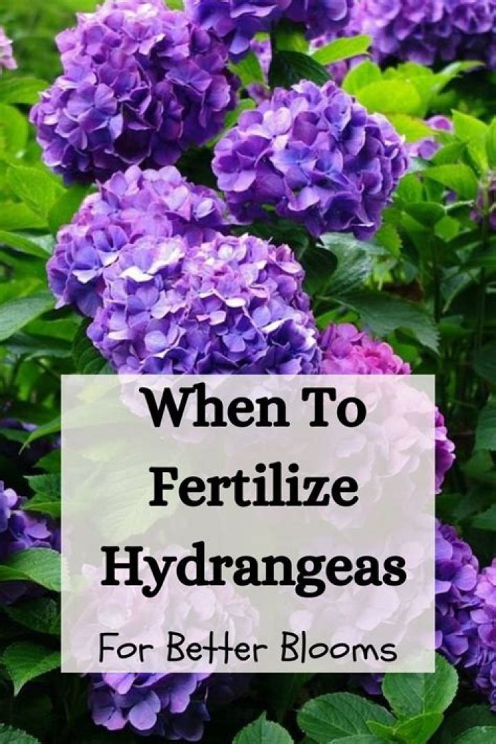 How do you fertilize Nellie Stevens holly?