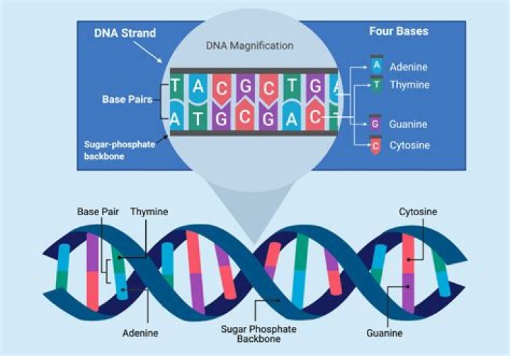How many nucleotides are present in the normal DNA sequence answers?