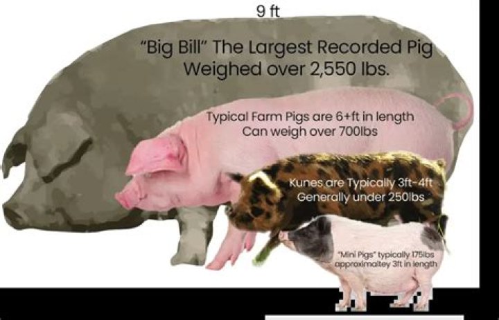 How much does it cost to buy a potbelly pig?