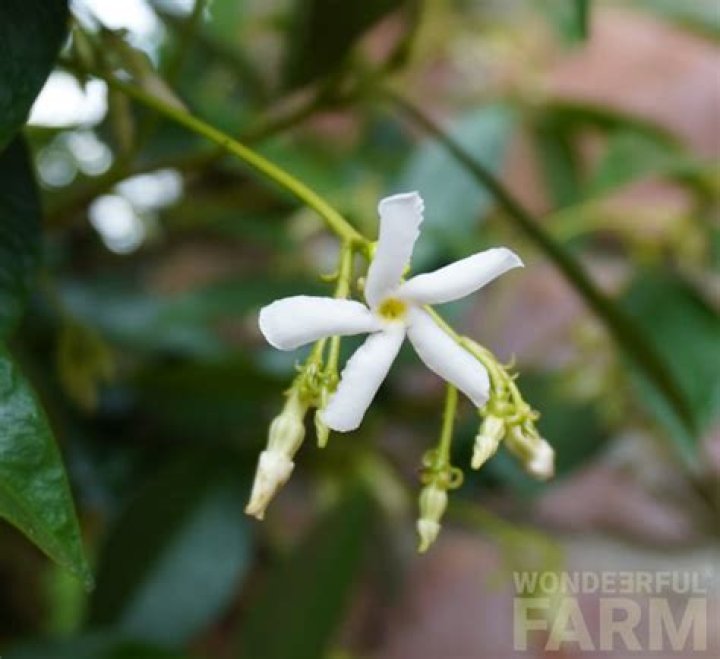 Is Asian jasmine deer resistant?