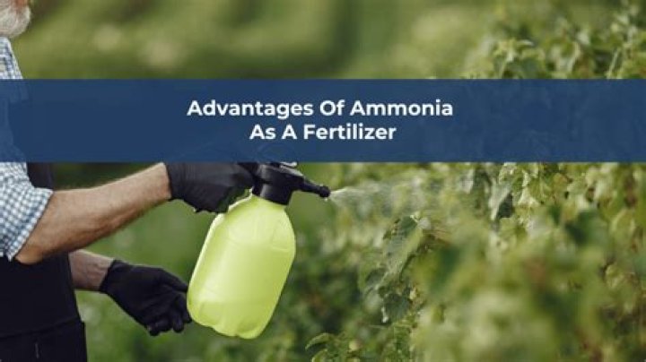 Is household ammonia good for grass?