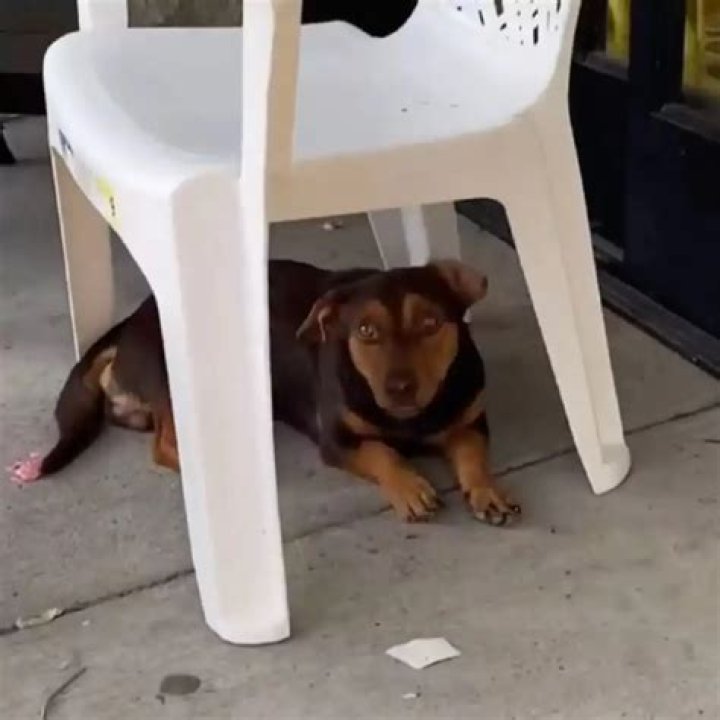 Puppy Hides Under a Chair for 3 Weeks Before Someone Noticed Him