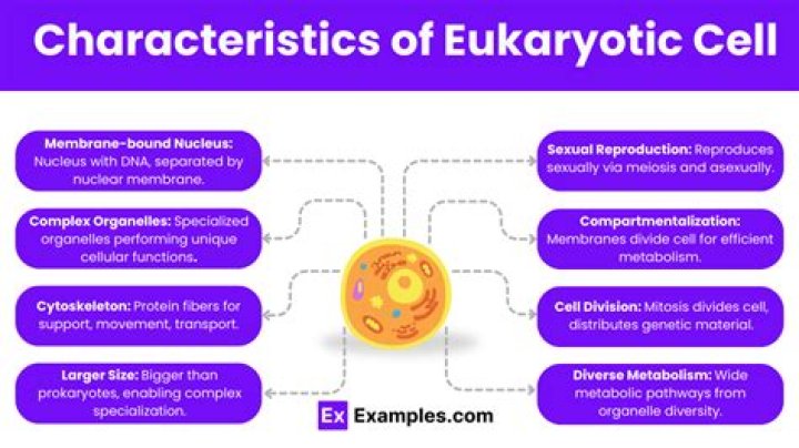 What are the characteristics of eukaryotic cell?