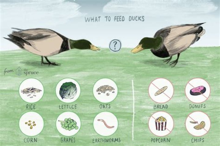 What can ducks eat and not eat?