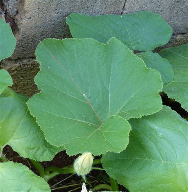 What do pumpkin plant leaves look like?