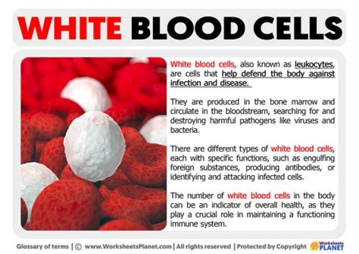 What do white blood cells on wet prep mean?