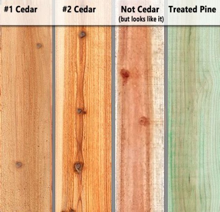 What does cedar look like?