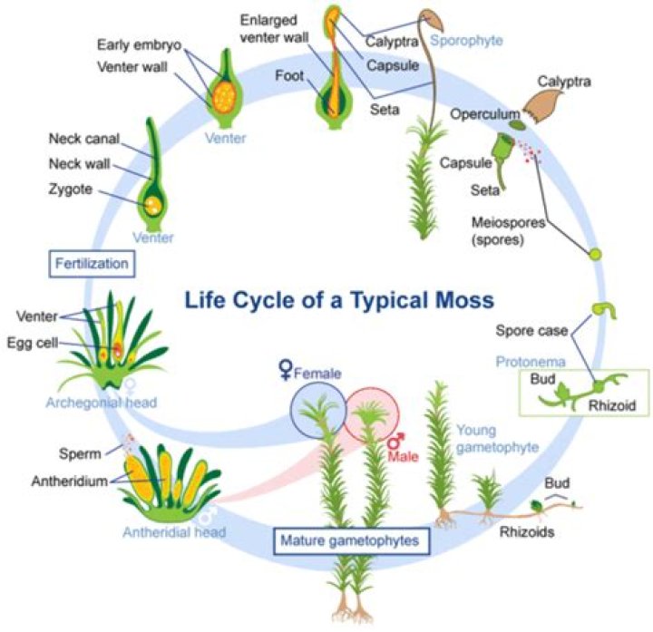 What generation is dominant in the moss life cycle?