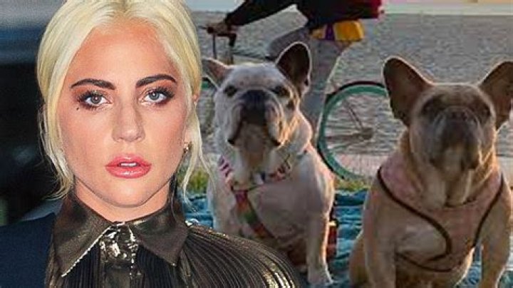 What happened to Lady Gaga’s dog walker Ryan Fischer?
