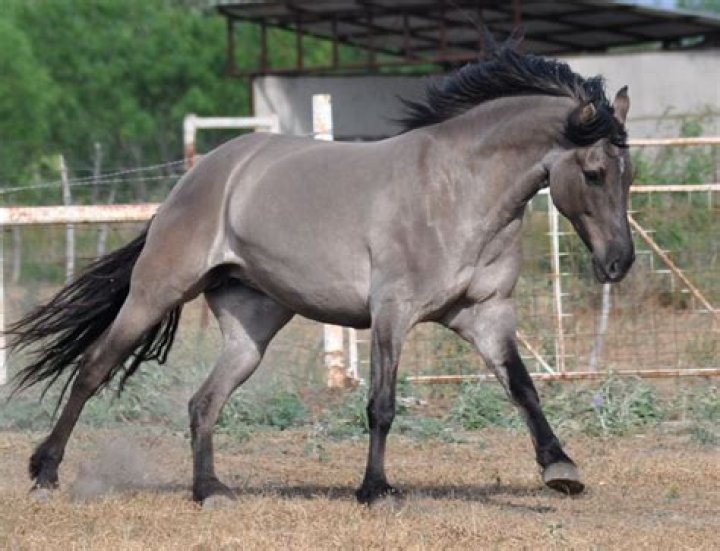 What is a Grulla horse?