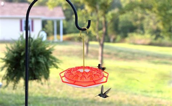 When should you take down hummingbird feeders in Missouri?