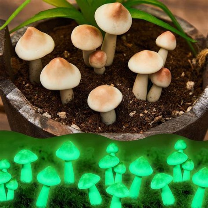 Where can I find glow in the dark mushrooms?