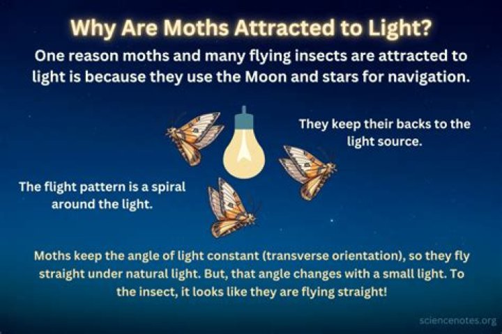Why do moths fly into light?