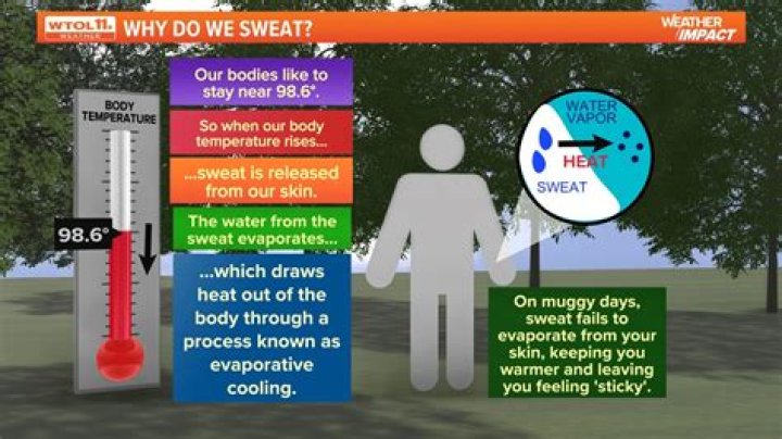 Why do we sweat quizlet?