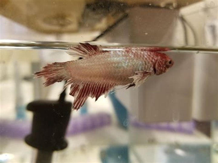 Will torn Betta fins grow back?